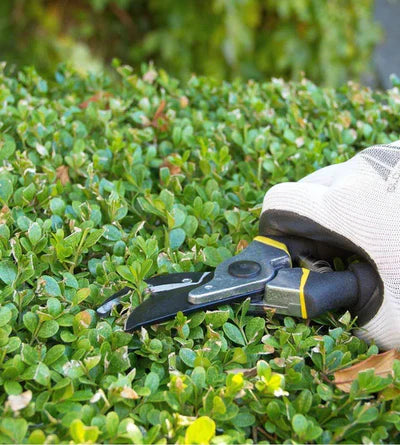 tesoura de podar, tesoura de podar profissional, tesoura de podar plantas, tesoura tramontina, tesoura profissional, tesoura afiada